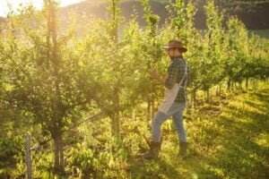 A farmer wearing a hat and apron examines the trees in an orchard during sunset. The sun glows through the leaves, casting a warm light over the greenery. The farmer appears to be inspecting or picking fruit, ensuring they are free from herbicides and pesticides.